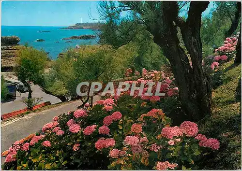 Cartes postales moderne Biarritz Les Hortensias Au fond le phare
