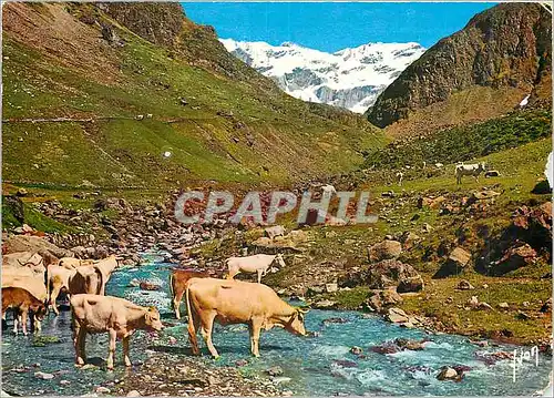 Cartes postales moderne Couleurs et Lumiere de France Vallee Pyreneenne