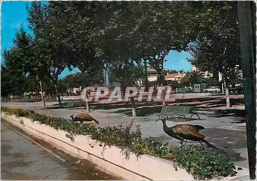 Cartes postales moderne Perpignan PO La Promenade