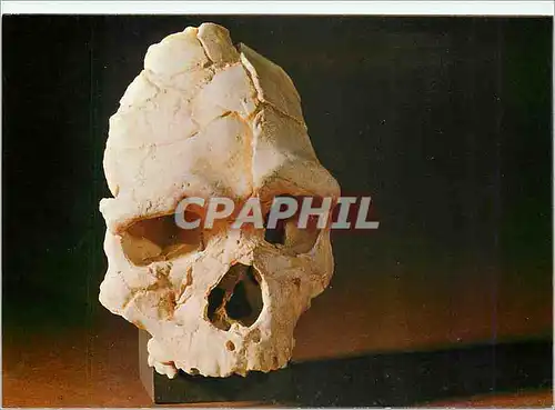Cartes postales moderne Crane de Tautavel Crane de l'homme de Tautavel Pyrenees Orientales