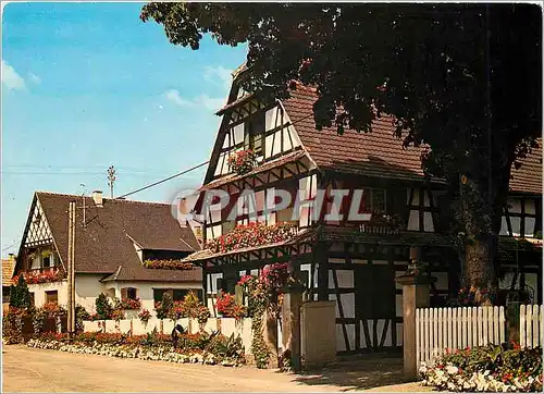 Cartes postales moderne Maison Alsacienne de la Plaine Diebolsheim Bas Rhin