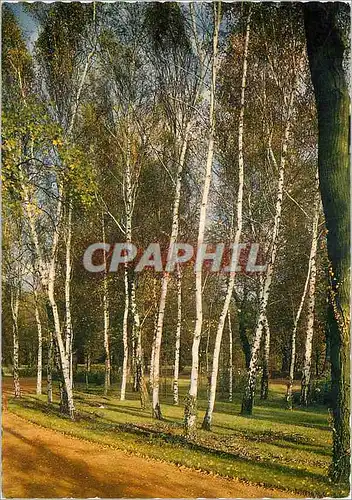 Cartes postales moderne Lyon Rhone Le Parc de la Tete d'or Le Bois de bouleaux