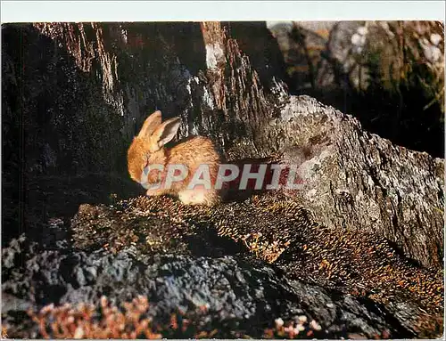 Moderne Karte Un ermite sur la Lande priere du soir