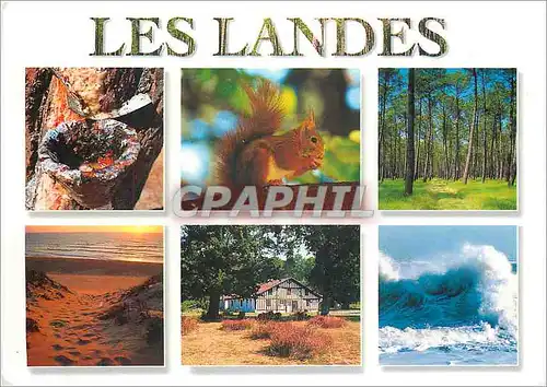 Cartes postales moderne Les Landes Ecureuil