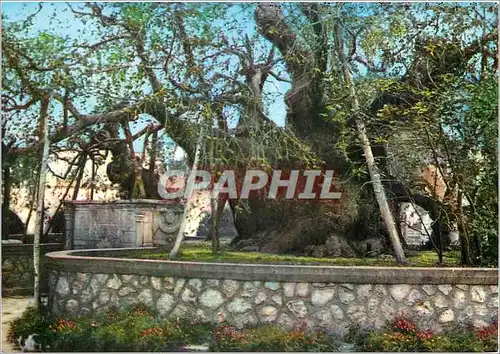 Cartes postales moderne Cos Le Platane d'Hippocrates