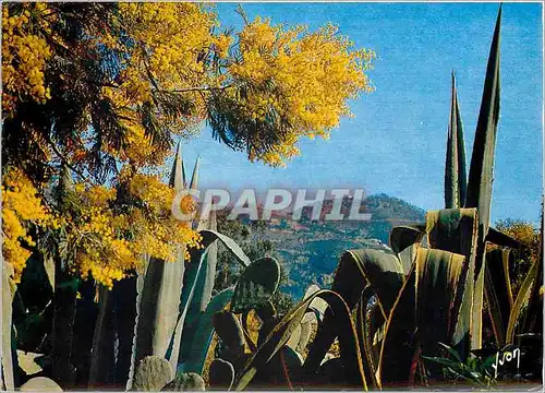 Cartes postales moderne La Cote d'Azur miracle de la nature Vegetation mediterraneenne dans les Jardins