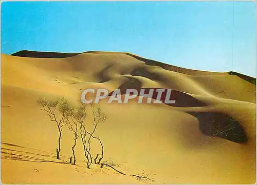 Cartes postales moderne Le Sud Fascinant