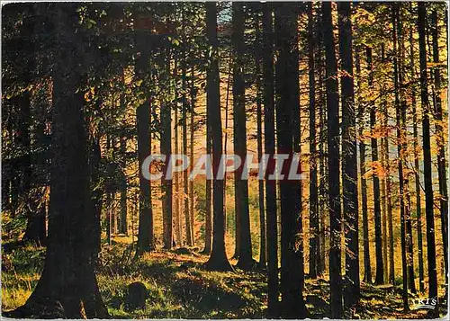 Cartes postales moderne Les Vosges Pittoresques Sous Bois