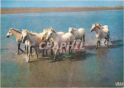 Cartes postales moderne En Camargue Avec les Gardians