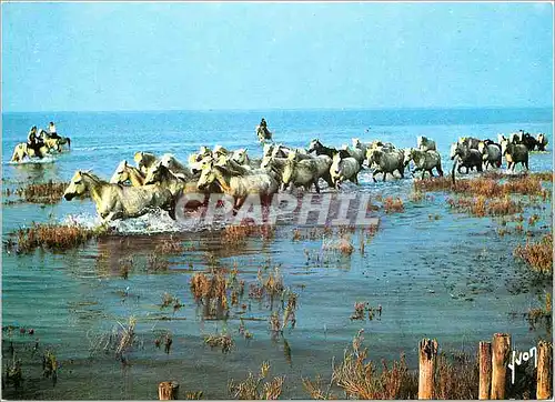 Moderne Karte En Camarque Chevaux Sauvages et Gardians