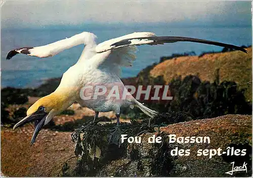 Cartes postales moderne Les Oiseaux de Mer Roserve Ornithologique des Sept Les Ligue