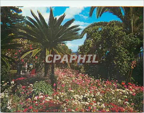 Cartes postales moderne Funchal Madeira Tropical garden
