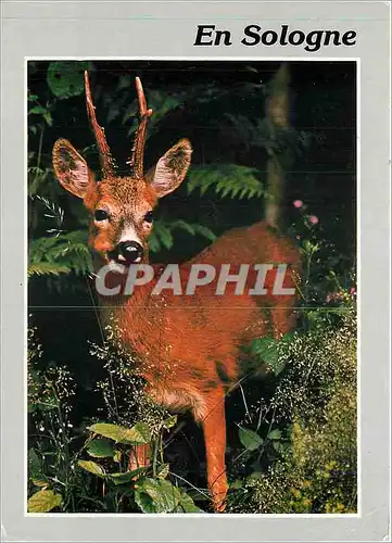 Cartes postales moderne En Sologne Biche