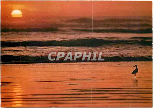 Cartes postales moderne Coucher de soleil