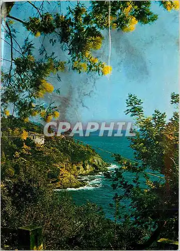 Cartes postales moderne Lumiere et beaute de la Cote d'Azur Les boules dorees des mimosas se mirant dans les flots