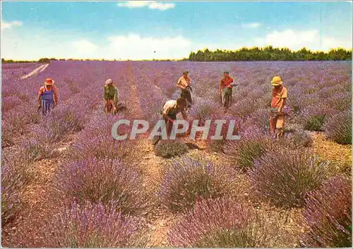 Cartes postales moderne Sous le Beau Ciel de Provence Coupeurs de Lavande