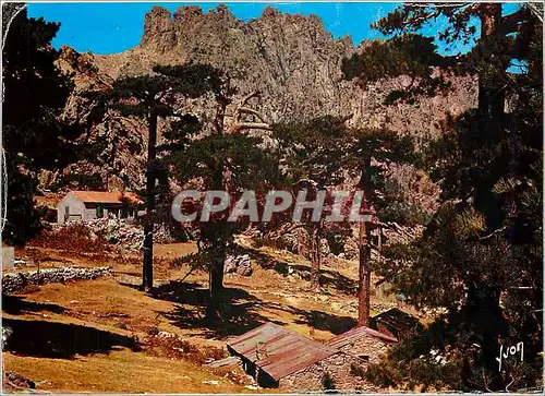 Moderne Karte La Corse oasis de Beaute Bavella Corse Foret aux environs du col