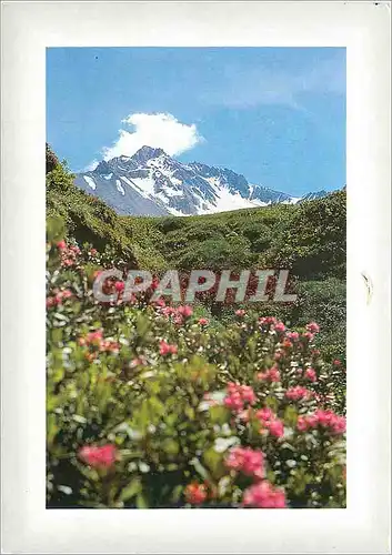 Cartes postales moderne Images de chez nous Vive l'ete