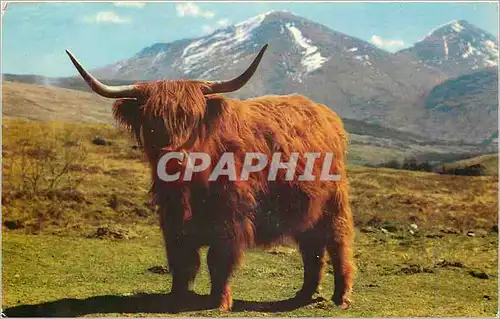 Cartes postales moderne A Monarch of the Glen