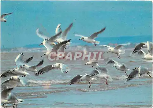 Cartes postales moderne PP Avec les oiseaux de passage