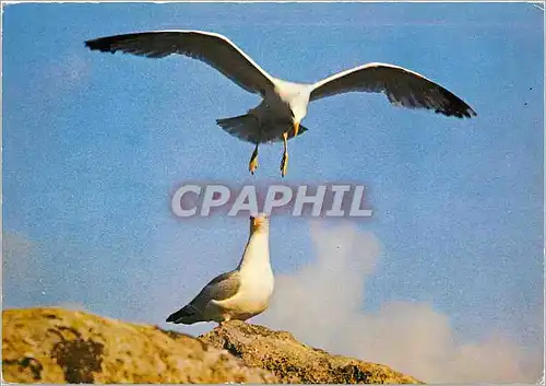 Moderne Karte En Bretagne Au large de la Cote Mouettes sur Rochers