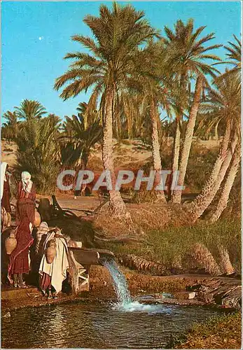 Cartes postales moderne Tunisie Oasis de Kebili