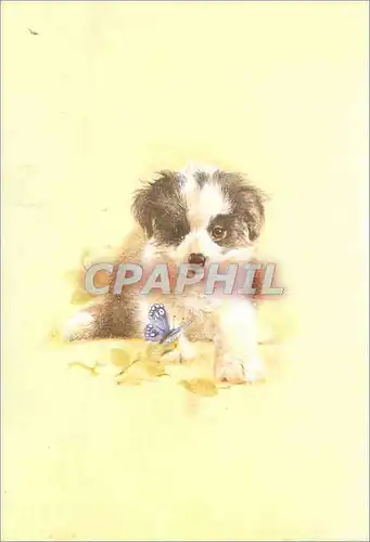 Moderne Karte Chien Papillon