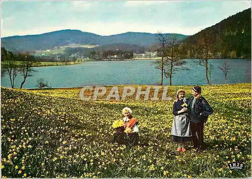 Moderne Karte Les Vosges Pittoresques Jeunes Geromois cueillant des jonquilles