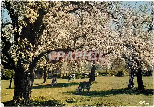 Cartes postales moderne Ma Normandie Pommiers en Fleurs