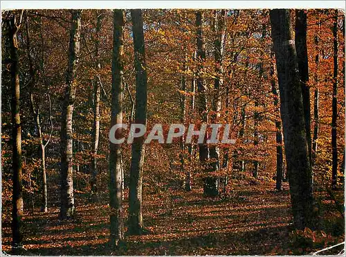 Moderne Karte Couleurs de Bretagne sous bois a l'automne