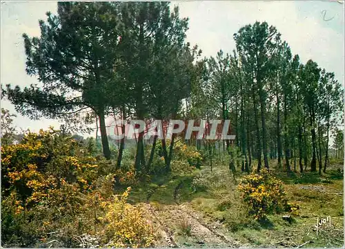 Cartes postales moderne Couleurs et Lumiere de France la Bretagne Les Ajoncs en fleur dans la lande