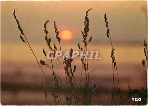 Moderne Karte La Bretagne Pittoresque Voici l'heure ou le soleil et les herbes se rejoignent (Gerard le Gouic)