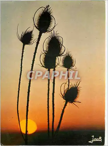 Moderne Karte Couleurs de Bretagne Fleurs des champs au soleil couchant