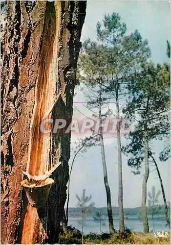 Moderne Karte Le Pin des Landes Car pourlui derober ses larmesde resine l'homme avarre bourreau de la creation