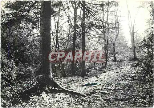 Moderne Karte Bretagne Pittoresque Sous bois