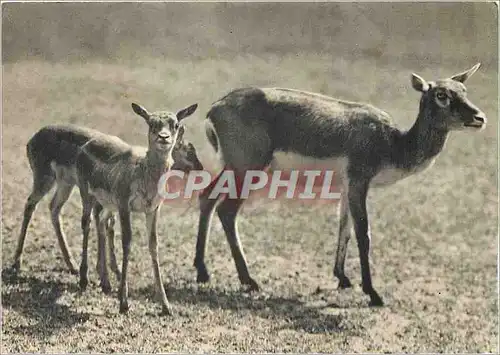 Moderne Karte Comite National de l'Enfance Avenue Francklin Rousevelt Paris (VIIIe) Un groupe de Gazelles de l