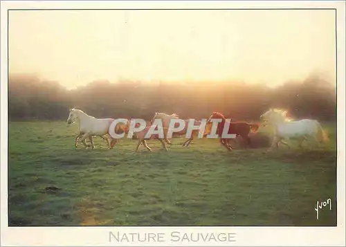 Cartes postales moderne Nature Sauvage