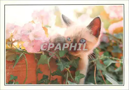 Cartes postales moderne Images petit chat dans les fleurs