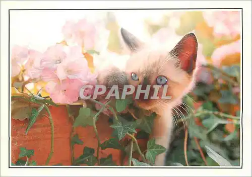 Moderne Karte Images petit chat dans les fleurs