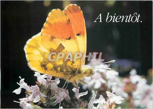 Cartes postales moderne Nature a Bient�t Papillon