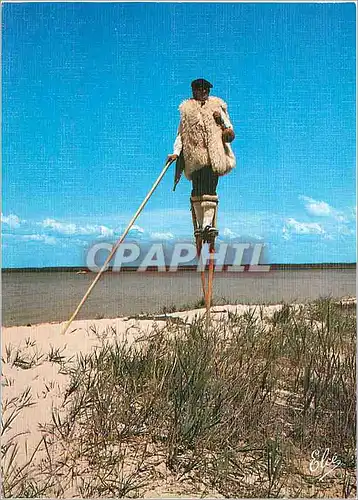 Cartes postales moderne Landes L'echassier landais dans les dunes