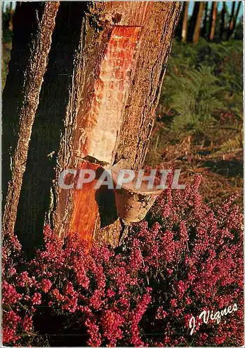 Moderne Karte Visages des Landes Pot de resine et bruyere au soleil couchant