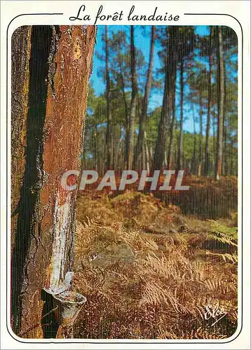 Cartes postales moderne La Lande La Saignee de pin