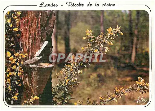 Moderne Karte La Lande La Foret landaise au printamps avec son pot de resine et ses jolis ajoncs fleuris