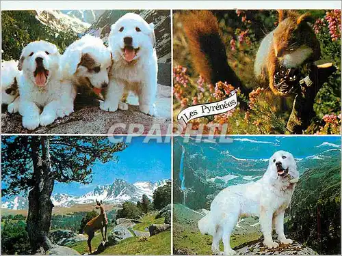 Moderne Karte Hautes Pyrenees Chiens des Pyrenees Isard