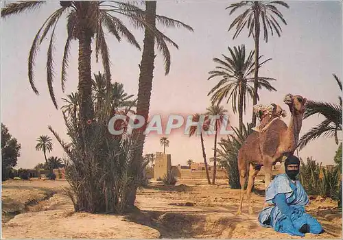 Cartes postales moderne Maroc Infini Chamelier du Sud