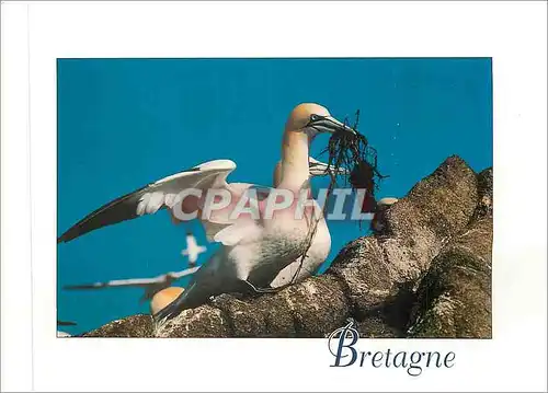 Cartes postales moderne Couleurs de Bretagne Fou de Bassan