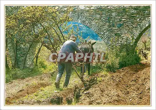 Moderne Karte Couleurs et Traditions en Languedoc Le Labour a l'ancienne