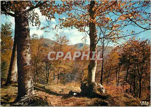 Cartes postales moderne Le Limousin Touristique qui n'a senti le charme de l'automne