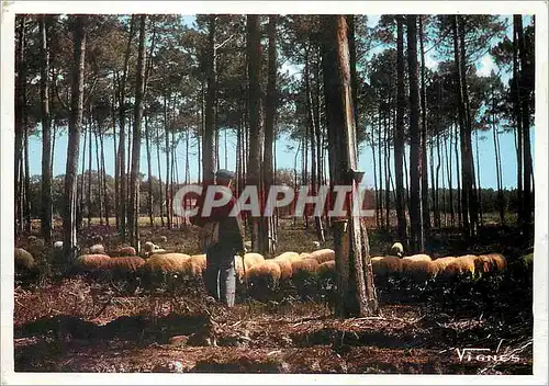 Cartes postales moderne J'ai souvenir de vous partagez notre peine Moutons